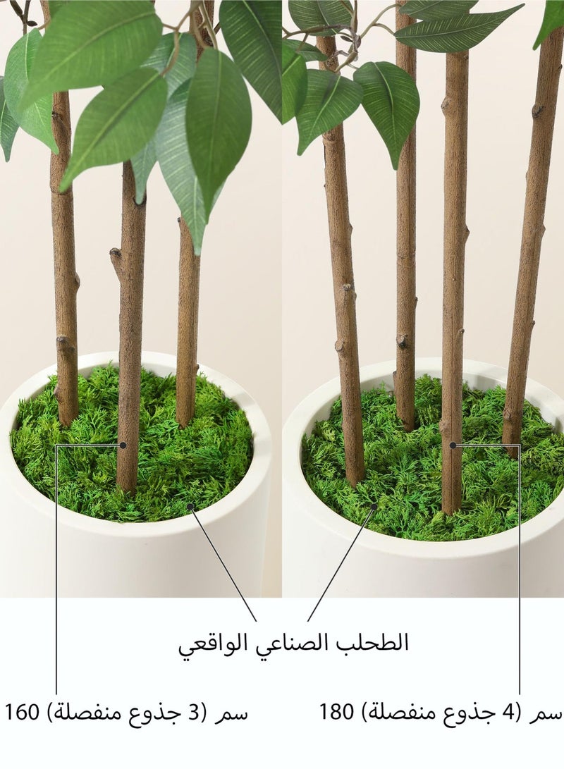 Zvezvia Ficus Artificial Tree 180CM Tall Fake Ficus Tree for Home Decor Indoor Faux Silk Ficus Plant Fake Floor Plant in White Imitation Ceramic Planter with Green Fake Moss, Set of 1 - Image 4